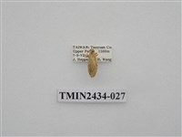 藏品(雙線苔蛾)的圖片